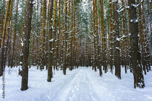 Snow road in the pine forest in winter