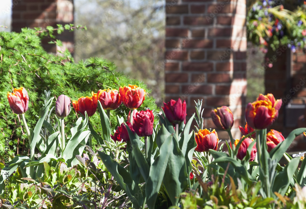 Fototapeta premium Tulipany w ogrodzie