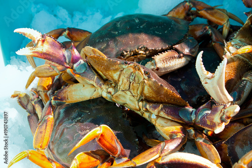 close up fresh Alaskan Crabs are preserved in ice
