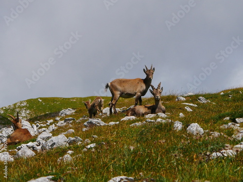 Steinbock