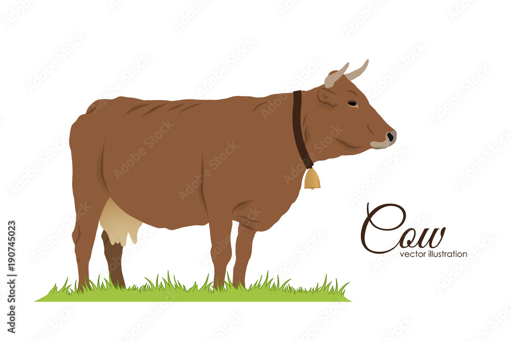 Isolated cow on white background.