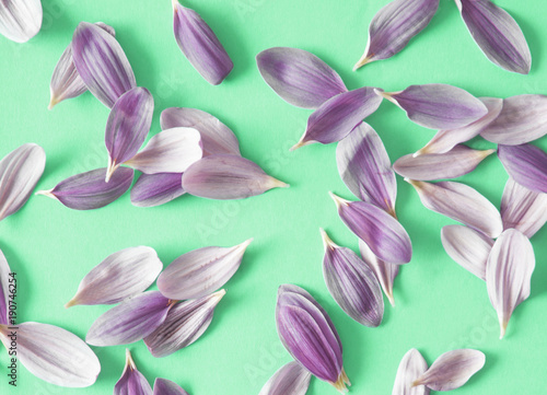 Flower petals on colorful background 
