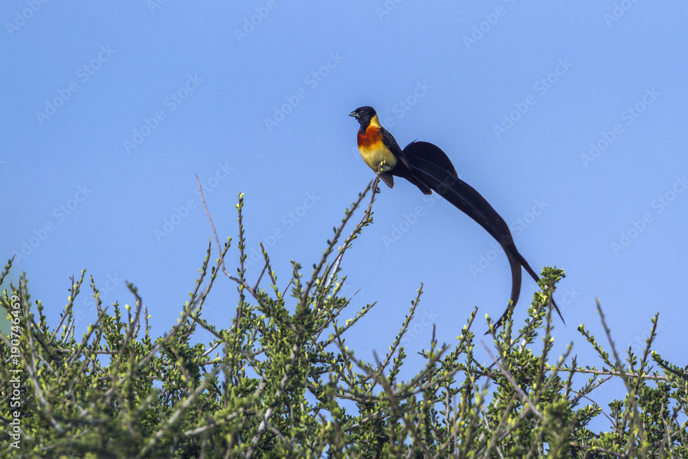 Obraz premium Eastern Paradise-Whydah in Mapunbugwe National park, South Africa