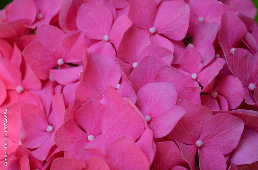Hot Pink Hydrangea Flower Closeup Background