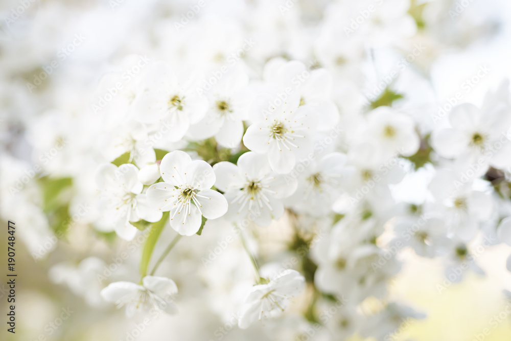 Blossoming of cherry flowers in spring time with green leaves and copyspace, macro