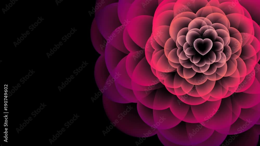 Heart flower X-ray symbol, love concept design illustration pink color animation 4K on black background with copy space Heart flower X-ray symbol, love concept design illustration pink color animation 4K on black background with copy space