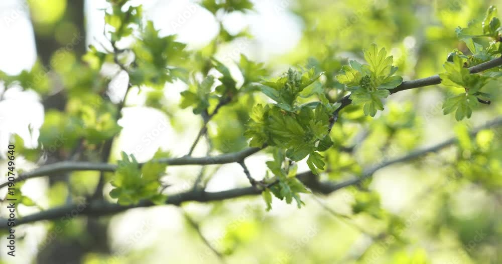Slow motion focus pull of spring hawthorn leaves in the morning Slow motion focus pull of spring hawthorn leaves in the morning