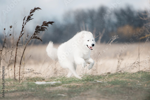 Maremma white dog runs in snow in a forest photo
