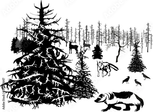 Monochrome vector illustration of winter northern forest, trees, animals, wolverine, wolf.