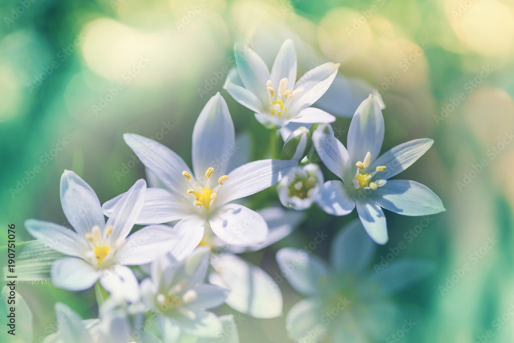 Snowdrops Snowdrops
