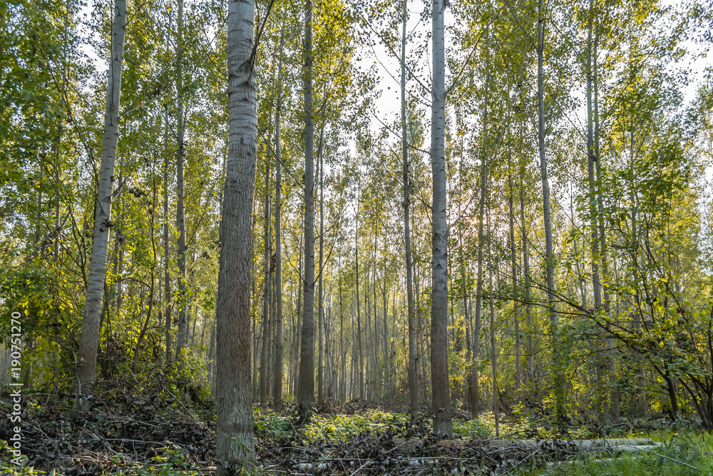 Fototapeta premium The forest in autumn colors 