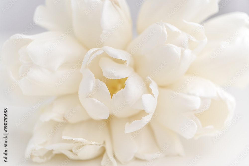 bouquet of white tulips bouquet of white tulips