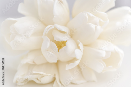 bouquet of white tulips © Erika