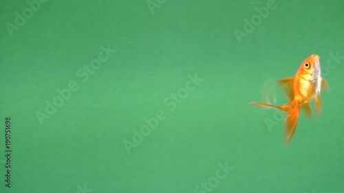 Goldfish swimming slowly from left to right on green screen
