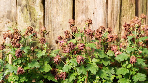 Slika na platnu Sear Chrysanthemum flower on a wooden background.