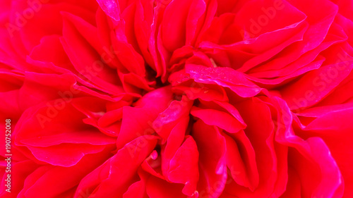 Close up of red rose flower for a background.