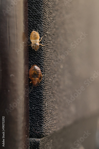 Cimex lectularius or bed bug changed skin on sound column