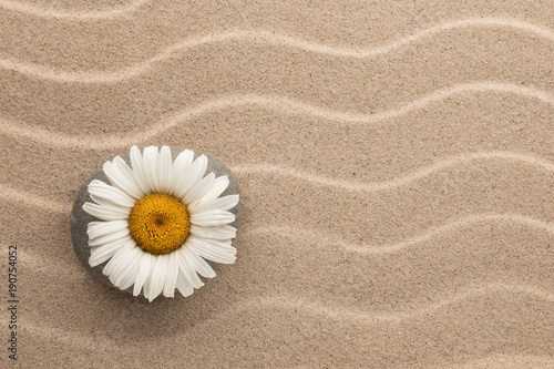 Camomile lying on a gray stone among the sand dunes.