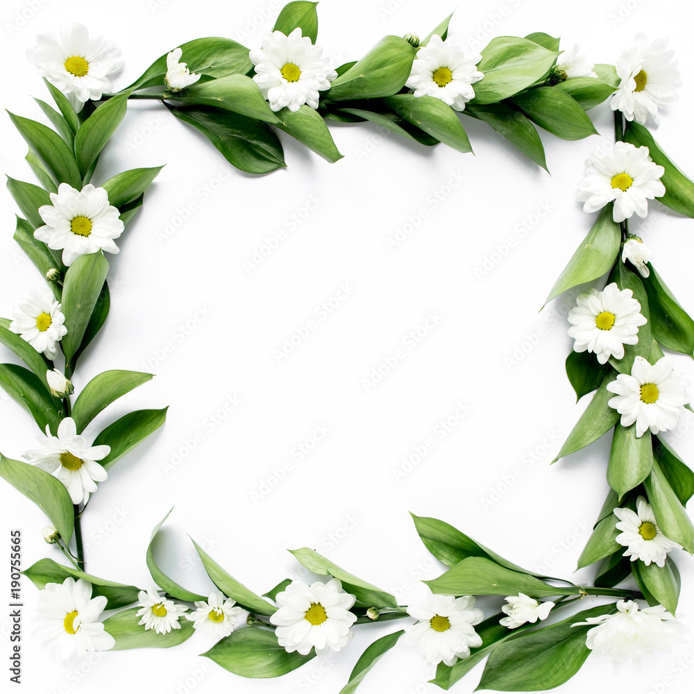 frame with green leaves and branches of chamomiles, chrysanthemum isolated on white background. lay flat, top view frame with green leaves and branches of chamomiles, chrysanthemum isolated on white background. lay flat, top view