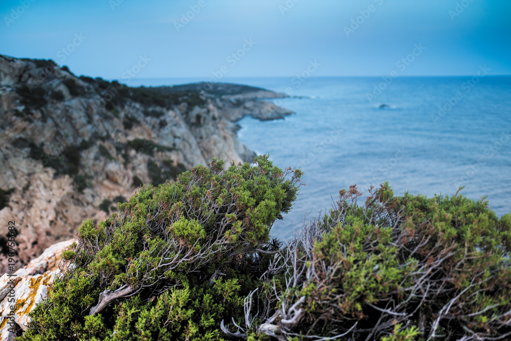 Vegetazione spontanea in Sardegna