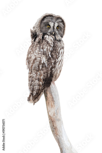 фотографія owl (strix uralensis)