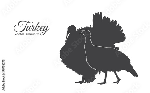 Silhouette of couple turkeys isolated on white background.