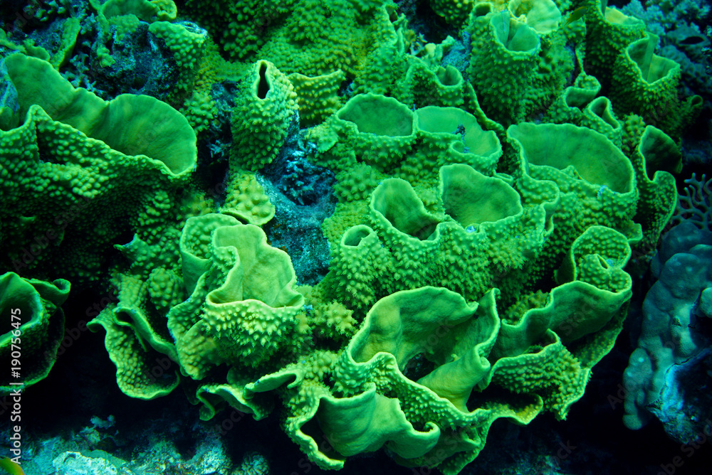 Naklejka premium Underwater life landscape