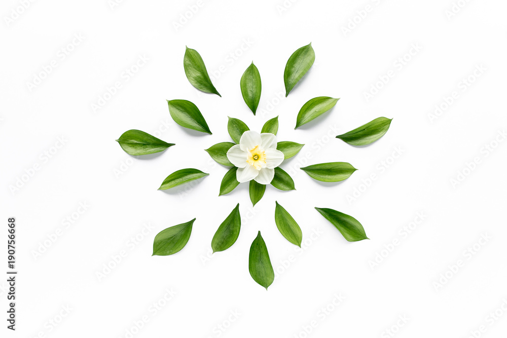 White flower narcissus, chamomiles buds, branches and leaves isolated on white background. lay flat, top view