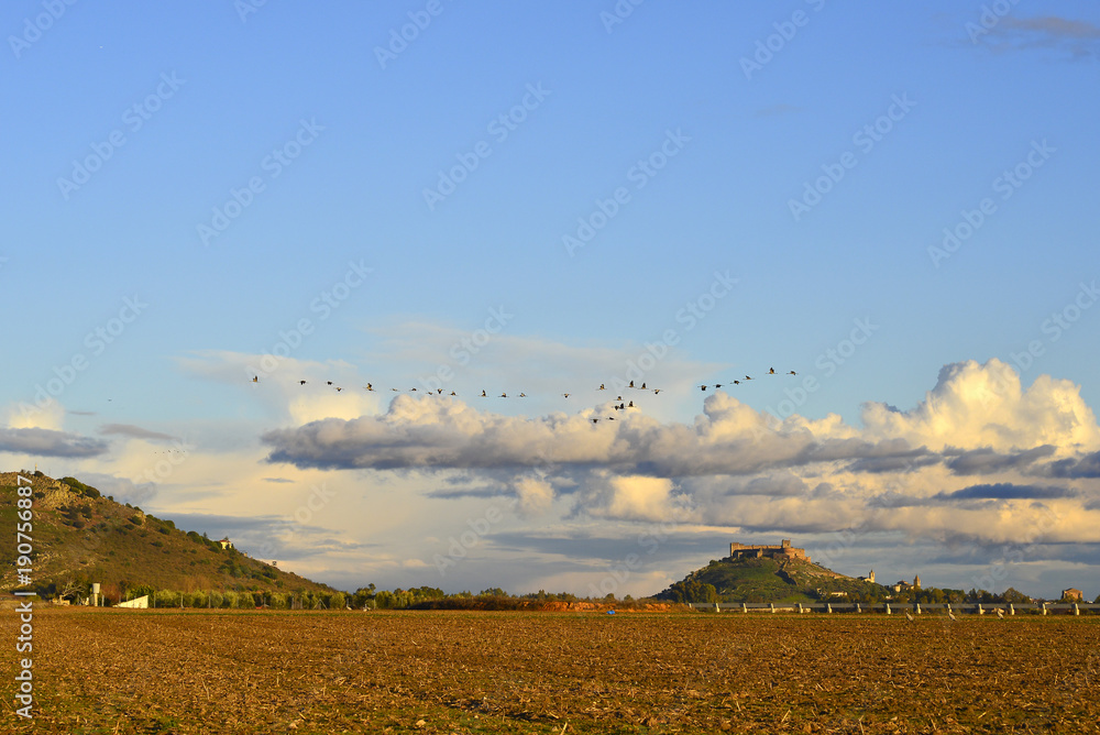 grus grus back home grus grus back home