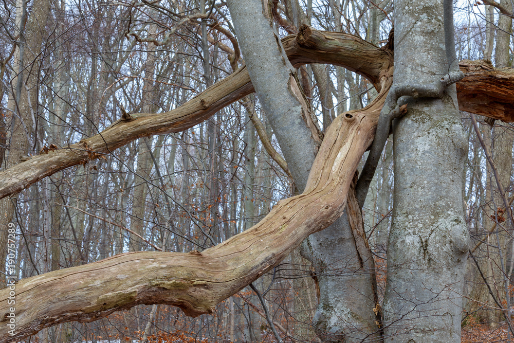 Fototapeta premium Tree that has fallen on another tree