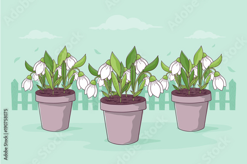 Spring Garden. Snowdrops in Flowerpots. 
