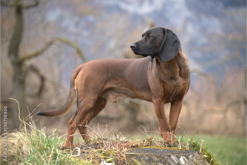 Bayerischer Gebirgsschweisshund Bayerischer Gebirgsschweisshund