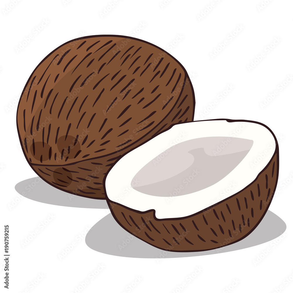 Isolate ripe coconut fruit on white background. Close up clipart with ...