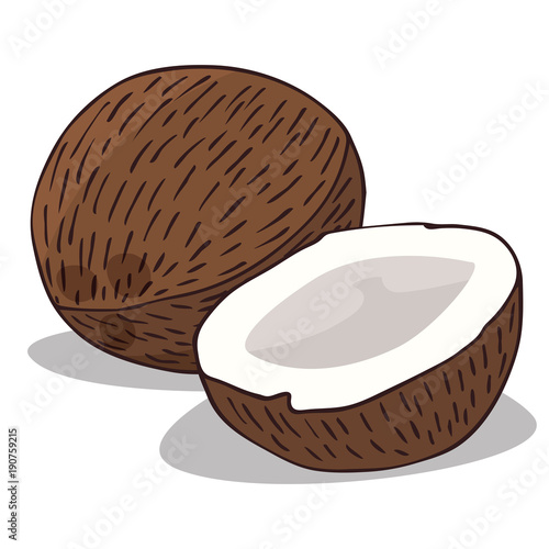 Isolate ripe coconut fruit on white background. Close up clipart with shadow in flat realistic cartoon style. Hand drawn icon