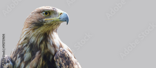 Portrait of the head of an eagle.