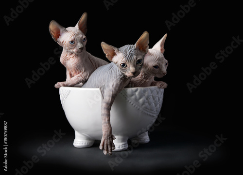 Fototapeta Naklejka Na Ścianę i Meble -  Sphynx kittens