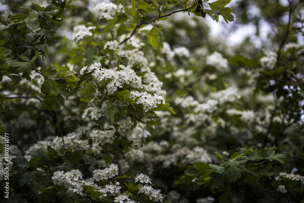Blossom Blossom