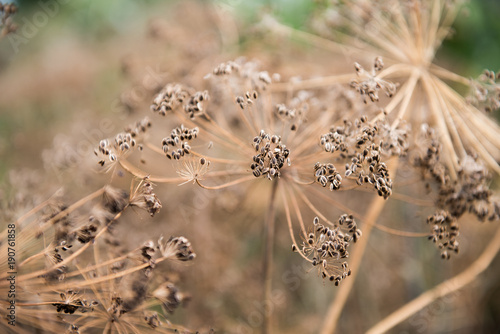 dry inflorescences of dill brown umbrellas