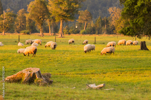 Sheep on field over green glass, New Zealand natural landscape background