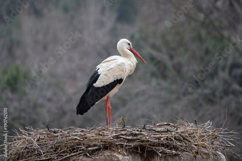 Stork on its nest