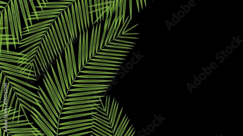Coconut palm leaves transparent frame moving by the wind looping and copy space animation 4K on black background with alpha channel