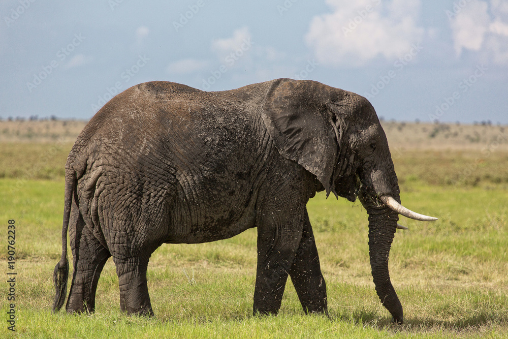 Fototapeta premium ELEPHANT D'AFRIQUE 