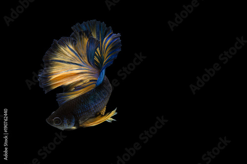 Betta fish, siamese fighting fish, betta splendens (Halfmoon fancy betta ),isolated on black background.