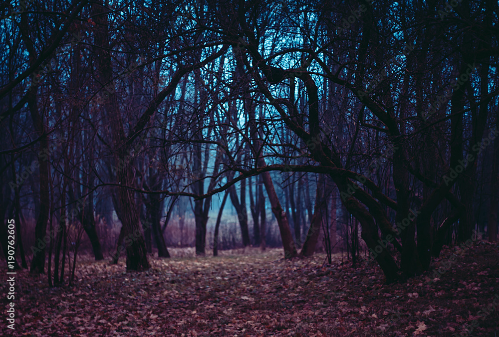 Fantasy magical forest. Stranger winding branches of trees in the mist. Background mysterious atmosphere - obrazy, fototapety, plakaty 