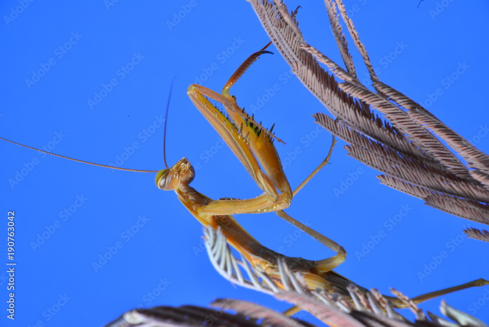 Fototapeta premium mantis on dry flower and blurred background. Mantis religiosa, commonly called santateresa, mamboretá, tatadios or simply mantis, is a species of manttoe insect of the Mantidae family.