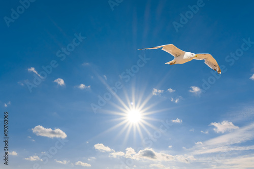 white seagull fly on a sunny sky background