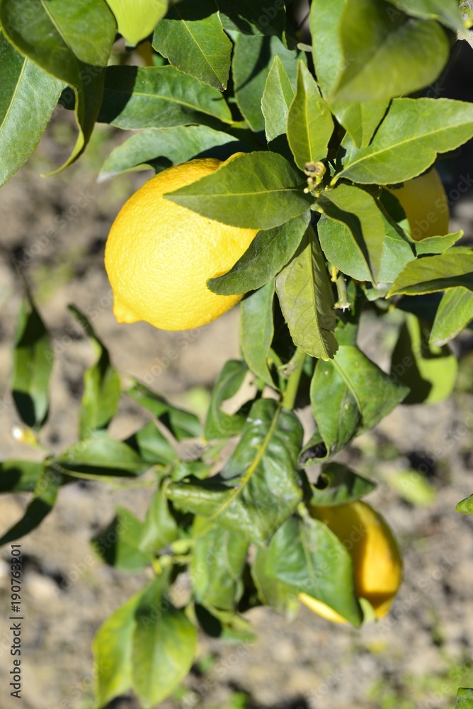 Citrus  lemon, the lemon tree, is a small perennial fruit tree