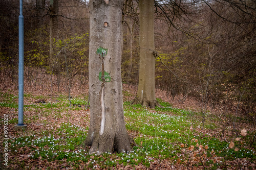 Bokskogen om våren 1 photo