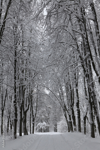 Winter landscape after a snowfall