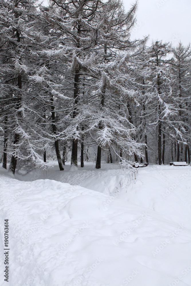 Fototapeta premium Winter landscape after a snowfall